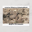 Recherche de serpents cartes postales Animaux