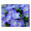 Search for bellflower art Campanula