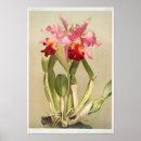 Recherche de vintage orchidee posters Orchidées