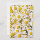 Search for chamomile cards Garden