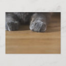 Recherche de pattes de chat cartes postales Faune