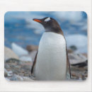 Search for gentoo penguin mousepads Bird
