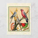 Recherche de cockatiel cartes postales Nature