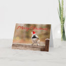 Search for cap christmas cards Bird