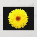 Search for calendulas postcards Garden