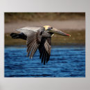 Search for 20x16 posters Animal