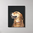 Search for beagle dog canvas prints Domestic animals