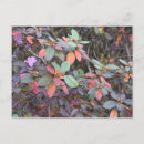 Search for autumn tree postcards Fall