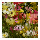 Recherche de anémone posters Photographie