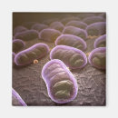 Recherche de bacterie magnets Horizontal