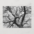 Search for oak tree postcards Snow