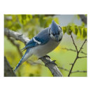 Recherche de geai bleu posters Jay