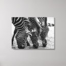 Recherche de zèbres art Toile