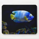 Search for angelfish electronics Underwater