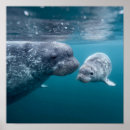 Search for narwhal posters Marine life
