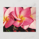 Search for leis postcards Plumeria