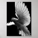 Search for white pigeon posters Animal