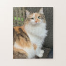 Recherche de kitty cat puzzles Animal