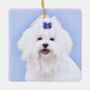 Search for maltese dog ornaments White