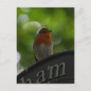 Search for european robin bird postcards Birds