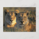 Recherche de chobe cartes postales Nature