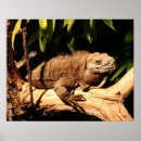 Recherche de mis en danger posters Espèces
