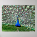 Search for plumed posters Peacocks