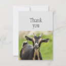Search for goat farm cards Blank