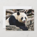 Search for panda bear postcards Animals