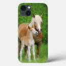 Search for foal cases Horse
