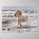 Recherche de cheval de camargue posters Superstock