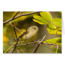 Search for ruby crowned kinglet Animal