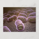 Search for microscopic postcards Bacterium