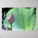 Search for ready posters Pink