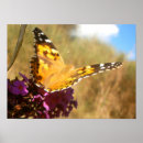 Recherche de les insectes posters Été