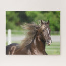 Search for rocky mountain horse Stallion
