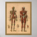 Recherche de squelette vintage posters Anatomie