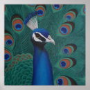 Recherche de peacock posters Blanc