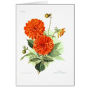 Recherche de peinture de dahlia cartes postales Botanique