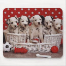 Search for dalmations mousepads Puppies