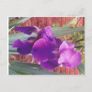 Search for purple iris stamp postcards Garden