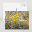 Recherche de herbe sauvage cartes postales Fleurs sauvages