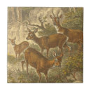 Recherche de cerfs communs carreaux Forêt