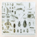 Recherche de insecte dessous de verres Mouche