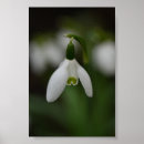 Search for snowdrop art Galanthus