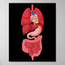 Search for organ anatomy posters Internal