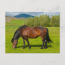 Recherche de avec chevaux cartes postales Champ