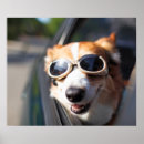 Search for corgi posters Dog