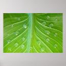 Search for drop leafs posters Abstract