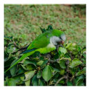 Recherche de perroquet vert posters Oiseau